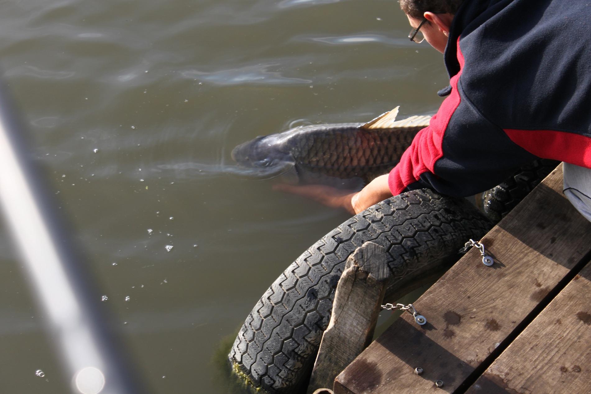 Mv2 Nagykallo - IMG_0597.JPG